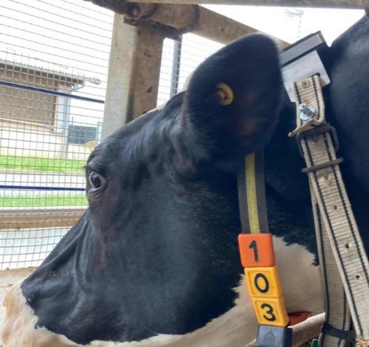 Bild des Sensors am Halsband einer Kuh